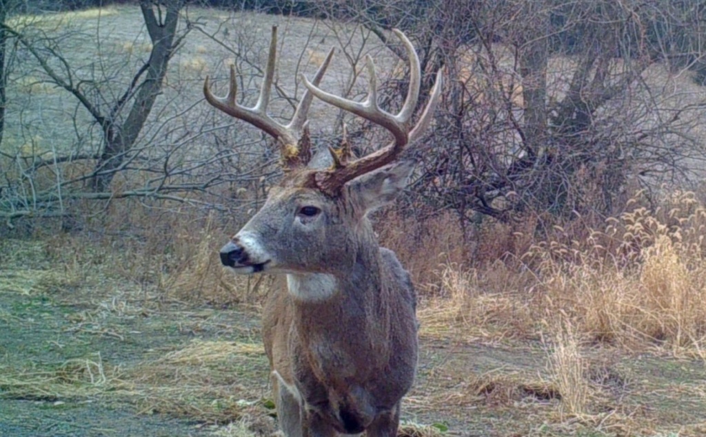 2018 Whitetail Rut Forecast And Hunting Guide | Whitetail Habitat - Deer Rut Map Texas