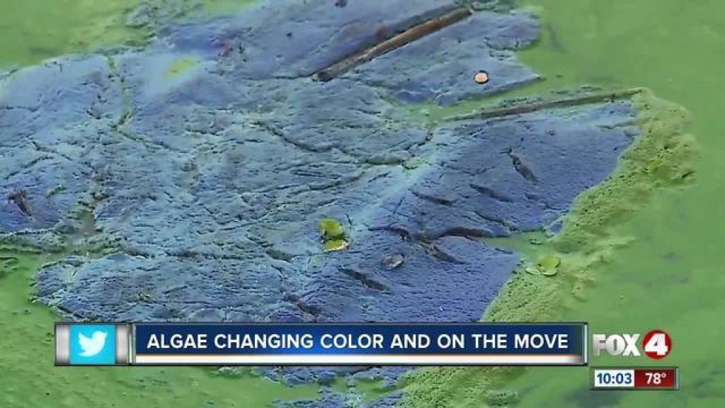 Algae Changing Color And On The Move On Florida&amp;#039;s West Coast - Florida Blue Green Algae Map