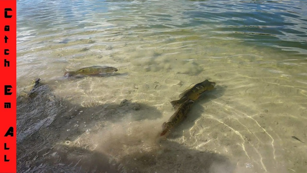 Best Fishing Spot In Florida For Peacock Bass - Youtube - Peacock Bass Florida Map