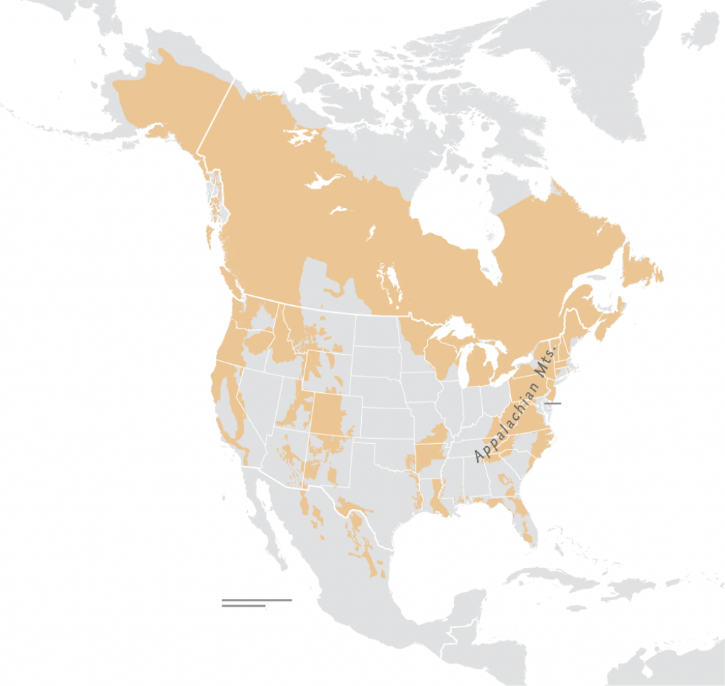 Black Bears Are Rebounding—What Does That Mean For People? - Bears In Florida Map