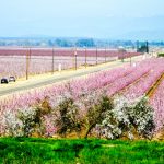 California Blossom Trail | California Grown   California Almond Farms Map