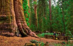 Giant Redwoods California Map