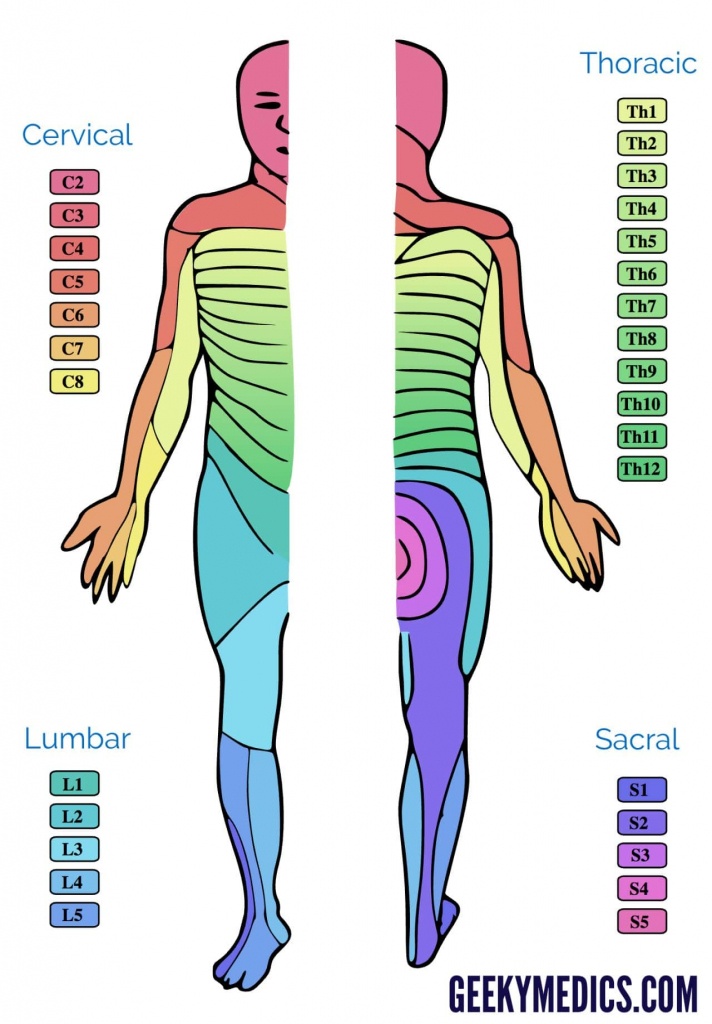 Printable Dermatome Chart Pdf Printable World Holiday