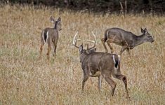Deer Rut Map Texas