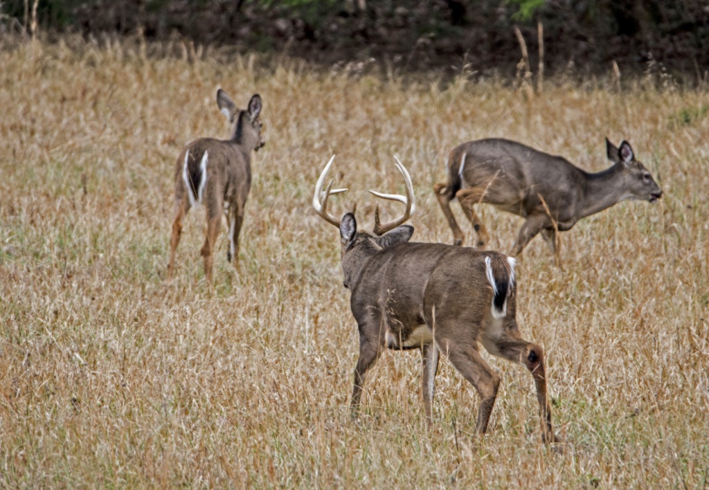 Exclusive: 2018 Peak Rut Forecast - Deer Rut Map Texas