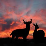 Hunting Forecast 2017 – Texas And Southwestern Cattle Raisers   Texas Deer Population Map 2017