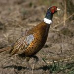 Pheasant — Texas Parks & Wildlife Department   Texas Pheasant Population Map