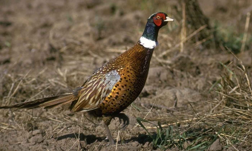 Pheasant — Texas Parks &amp;amp; Wildlife Department - Texas Pheasant Population Map