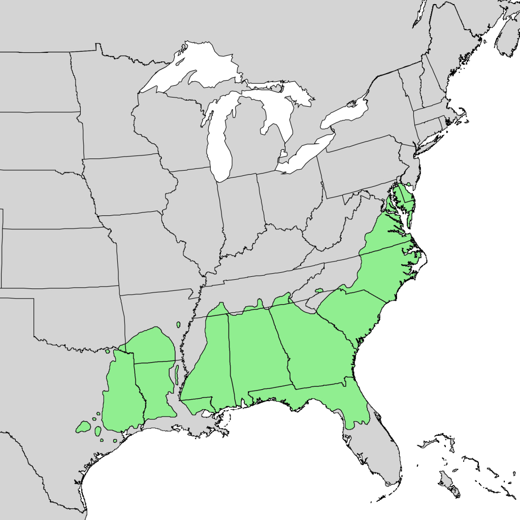 Pinus Taeda - Wikipedia - Texas Tree Map