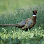 Ring Necked Pheasant | Mdc Discover Nature   Texas Pheasant Population Map