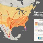 The Xerces Society Monarch Conservation   The Xerces Society   Monarch Butterfly Migration Map California