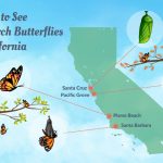 Where To See The Monarch Butterflies In California   Monarch Butterfly Migration Map California