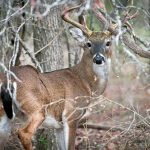 White Tailed Deer — Texas Parks & Wildlife Department   Texas Deer Hunting Zones Map